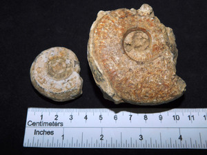 Hildoceras Ammonite