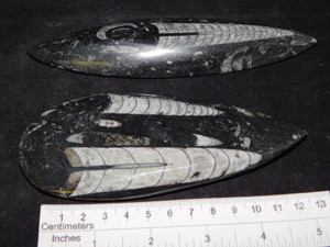 Polished Orthoceras Drop