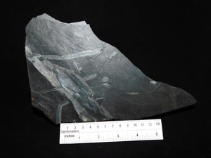 Display Massachusetts Fern Slab