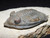 Zlichovaspis Trilobite