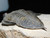 Zlichovaspis Trilobite