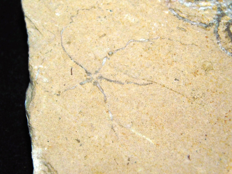 Brittlestar and Floating Crinoid