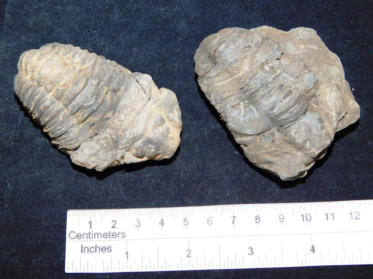 Flexicalymene Trilobite