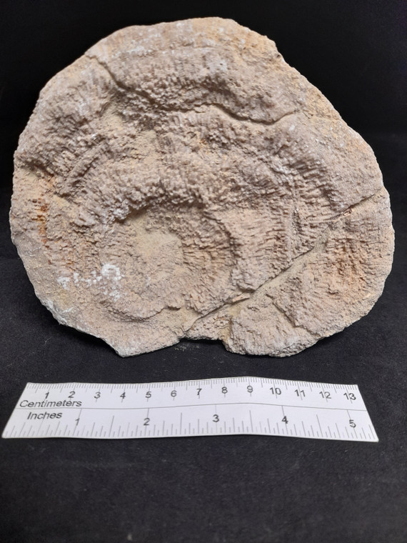 Large Devonian Coral