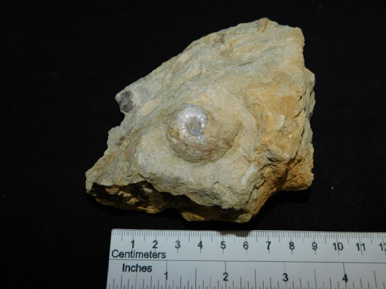 Medium Burton Ammonite