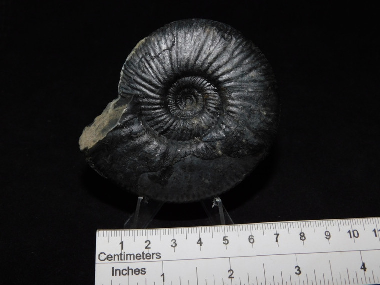 Rare Mexican Ammonite