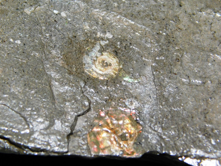 Psiloceras planorbis Ammonites 002