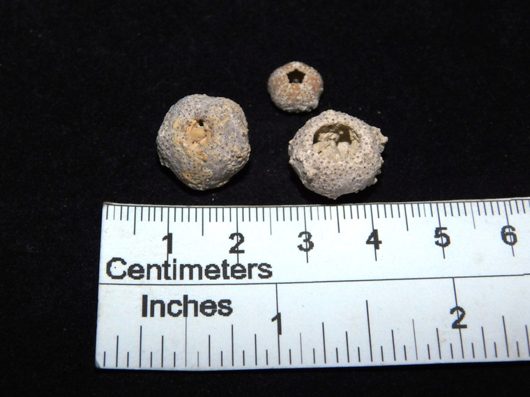 Egyptian Echinoids