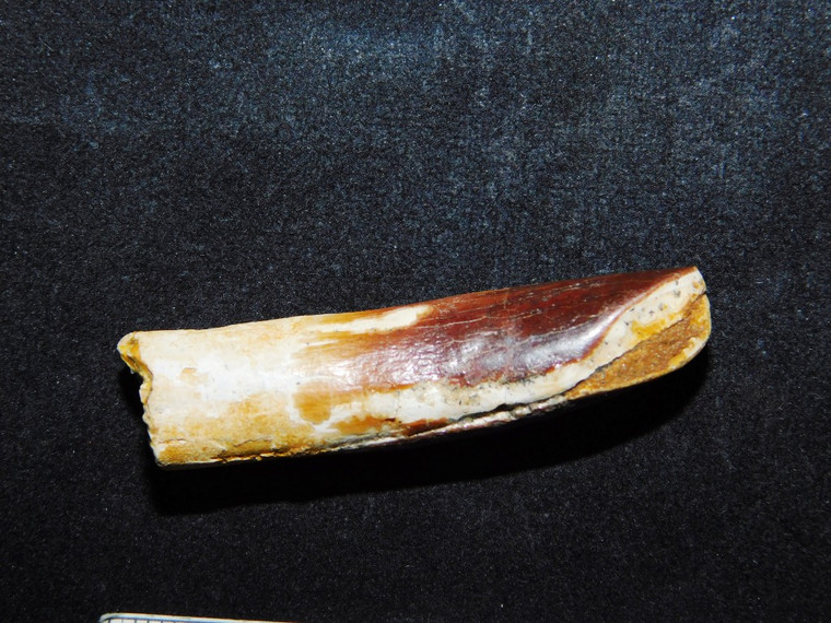 Rebbachisaurus Sauropod Tooth