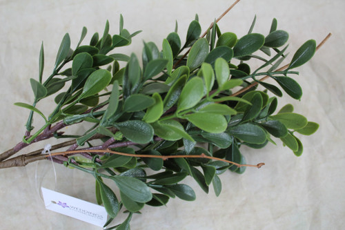 Box Leaf Pick Green 33cm