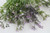 Mini Wax Flower Bush Purple