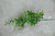 Box Leaf Pick Green 68cm