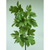 Artificial Snowball Spray Single Stem Green