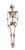 Skeleton 160cm