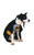 Batman Pet Costume Small