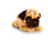 Signature Cuddle Puppy Pug 25cm