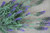 Lavender Bush 24x49cm