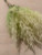 Pampas Grass Sprigs x6 Light Green 37cm