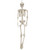 Hanging Skeleton 160cm