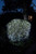100 Fit and Forget Battery Operated White Multifunction String Lights