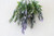Ruscus Bunch Green 28cm