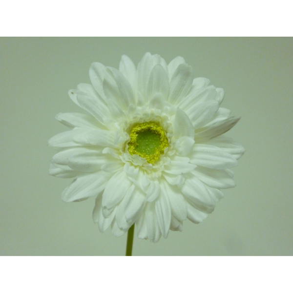 Artificial Gerbera Single Stem Cream 45cm