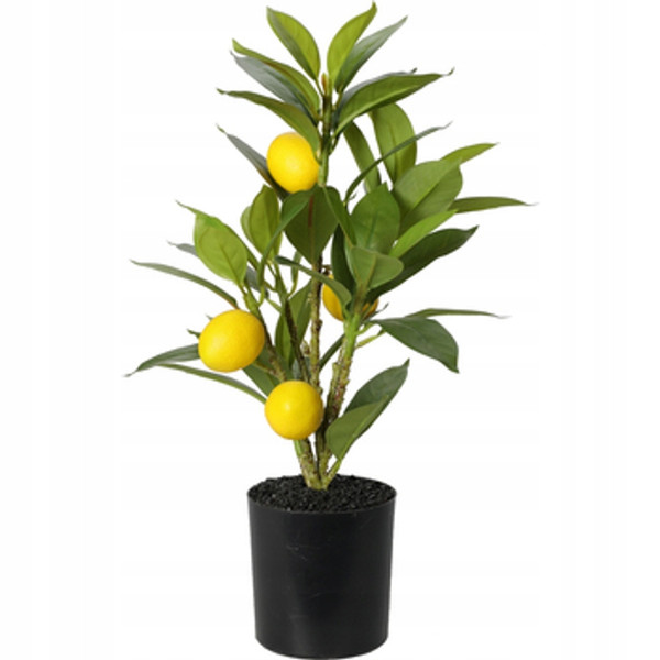 Lemon Tree in Pot 43cm