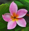 PCP Plumeria Flower Cutters