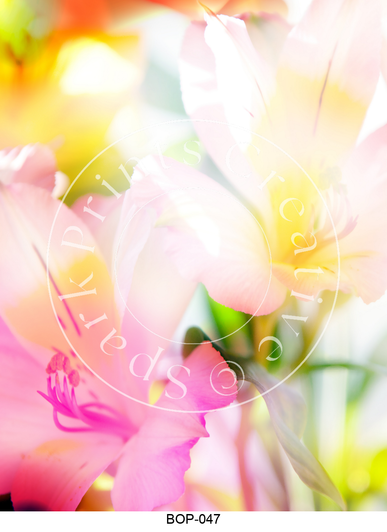 BOP-47 Spark Prints Creative Image Transfer