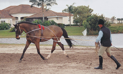 Pessoa Lunging System