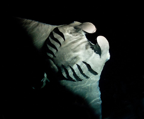 All About Manta Rays