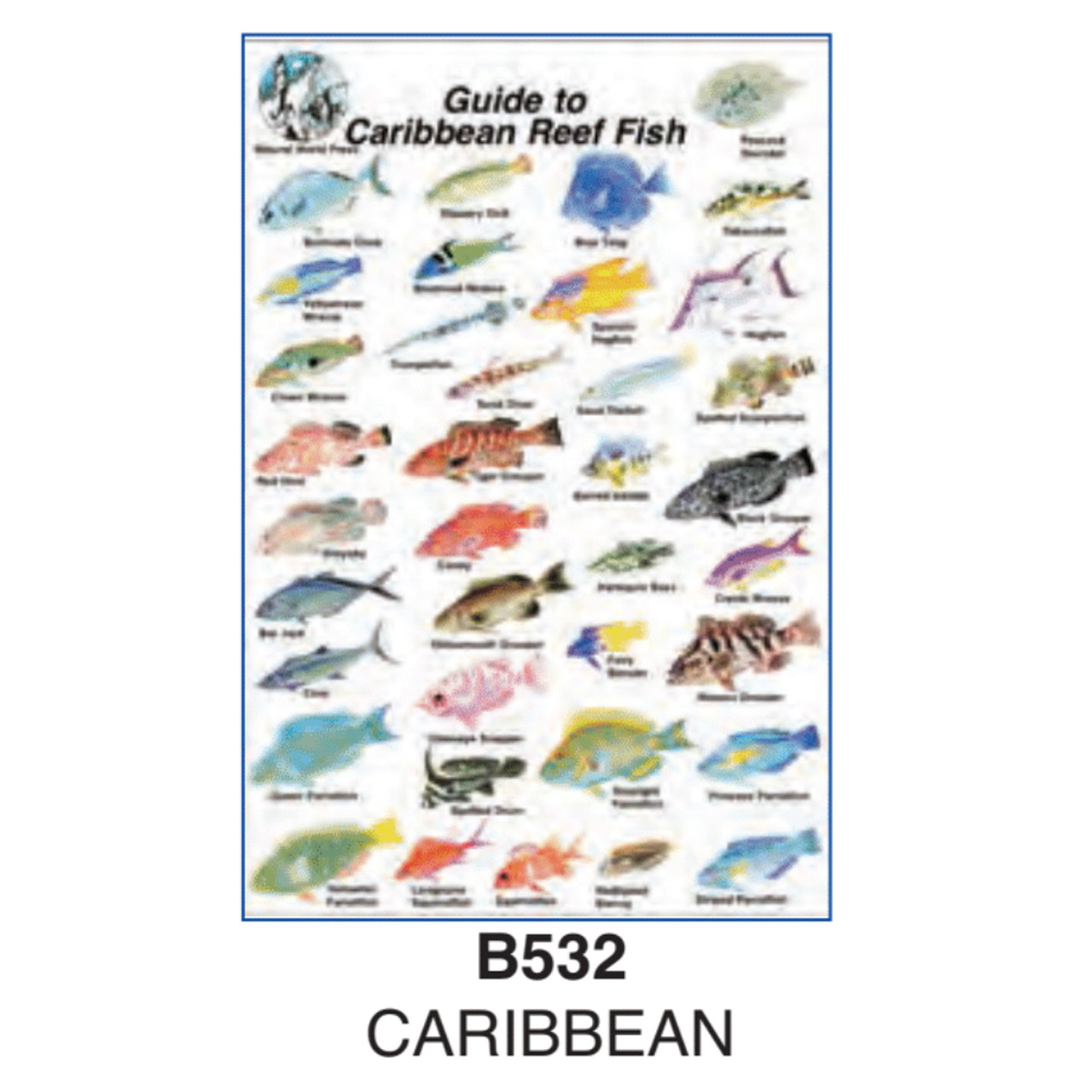 Trident Mini Fish ID Card Caribbean - Leviathan Scuba