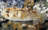 Fish Facts: Porcupine Puffer