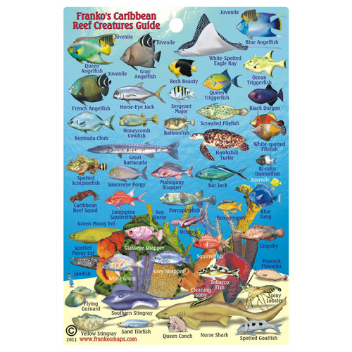 Caribbean Fish ID Card