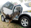 Havis K9-F18 Standard K9 Transport System, Ford Interceptor Utility 2013-19