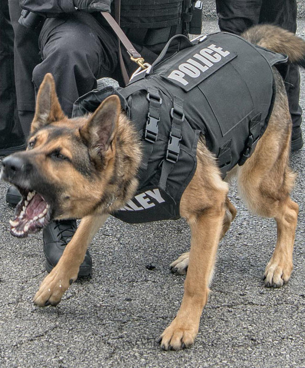Akvarium anspændt diskret Point Blank K-9 Operations Body Armor Vest, For K-9s, Available with NIJ  .06 Level II, IIA and IIIA Ballistic Systems - Dana Safety Supply