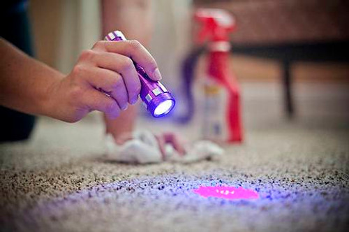 Semen Detection Lamp ProofPronto.com | Recorders & Investigation Tools for Parental
