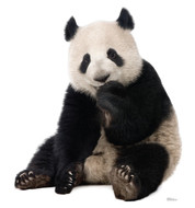 Giant Panda