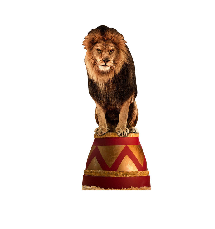 Circus Lion