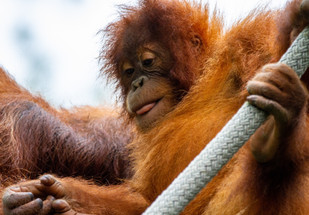 Surprising Uses for Commercial Rope