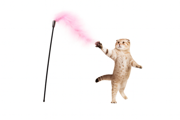 Plastic Cat Toy Stick with Feather - Pink Plastic Cat Toy Stick with Feather - Pink