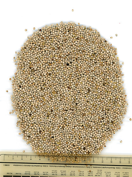 Manitoba Perilla Bianca Extra Bird Seed 1Kg  | 3696/S
