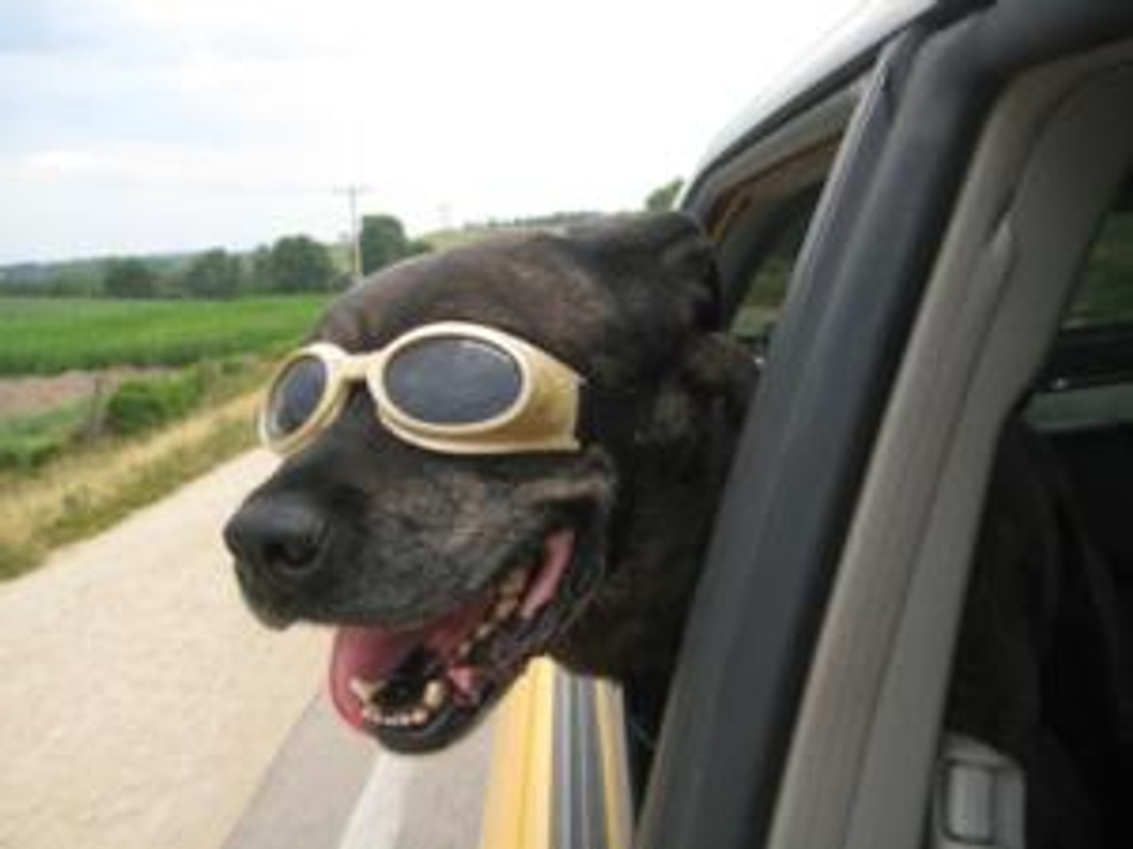 doggles originalz