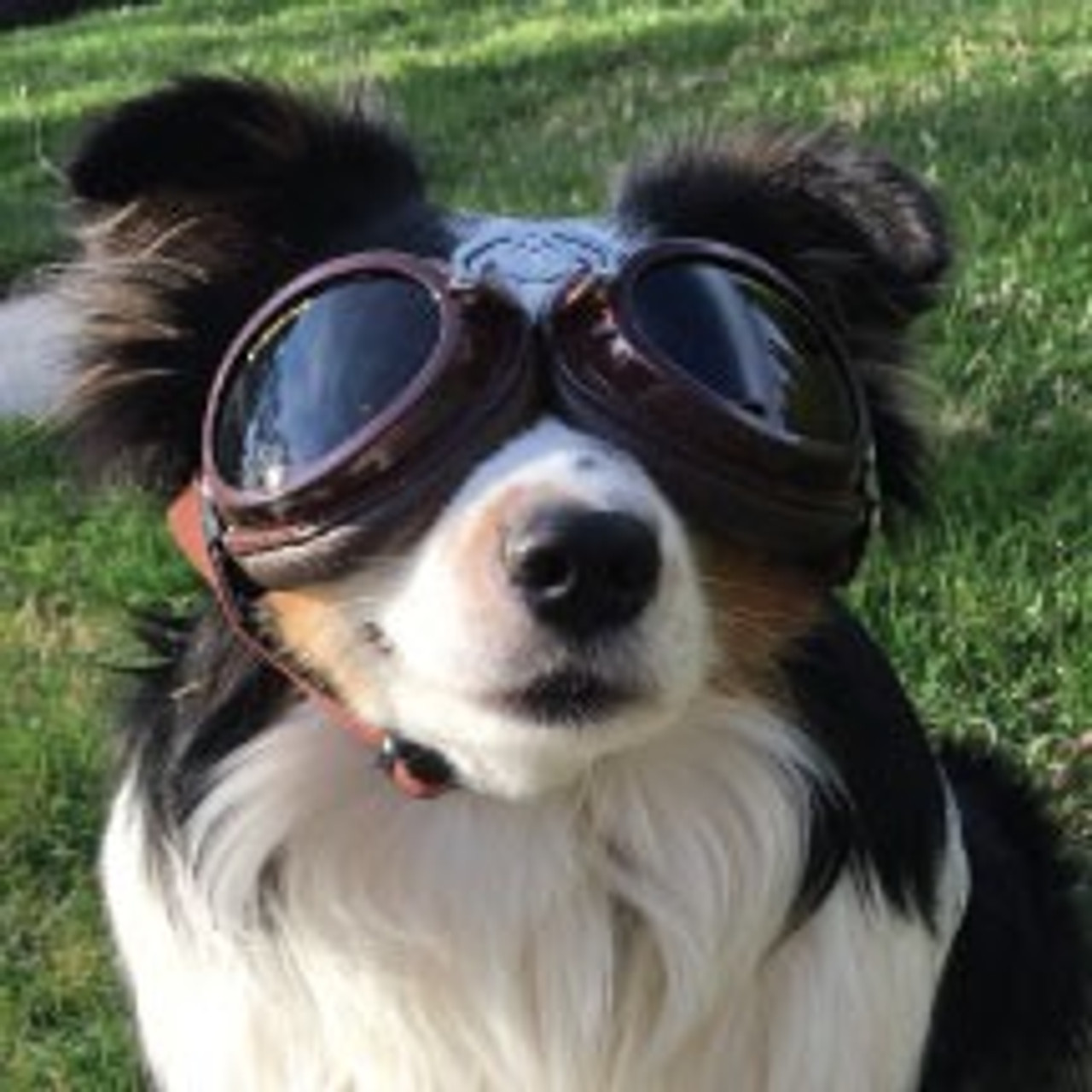 doggles originalz