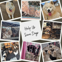 Meet Adonis! - Service Dog HQ Partners with The Big 3 Rescue to Save Dog from Asian Meat Markets