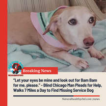 “Let your eyes be mine and look out for Bam Bam for me, please.” - Blind Chicago Man Pleads for Help, Walks 7 Miles a Day to Find Missing Service Dog