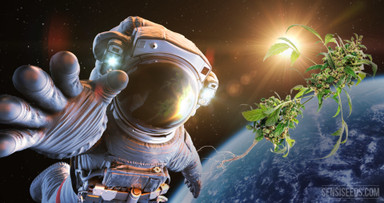 Cannabis In Space, It's Just Around The Corner