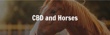 CBD For Horses - Can CBD Help Your Horses?