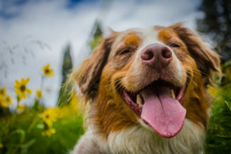 CBD FOR DOGS: A Practical Guide for Pup Parents in Need