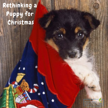 Pets as Gifts – Rethinking a Puppy for Christmas